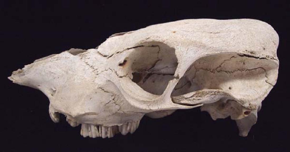 Large Animal Skull (1 of 4)