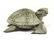 Indonesian Carved Wood Lidded Turtle Trinket Box