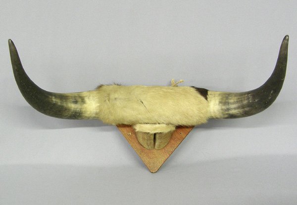 Mounted Cow Horn Rack 21'' Wide: Mounted Cow Horn Rack 21'' Wide. SHI $35.