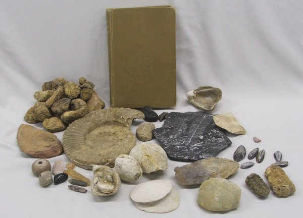 Collection Of Fossils & Book: Collection Of Fossil & Book. 30 Plus fossils and book ''Trilobite, Dinosaur And Man, The Earth's Story'' by Clifford D. Simak, copyright 1966. SHI $30.