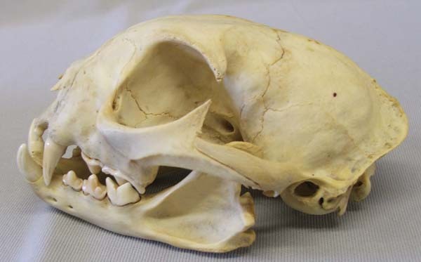 Bobcat Skull: Bobcat Skull, measures approx. 3''H x 5''L x 3 1/2''D. SHI $20.