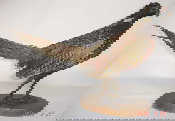 Mounted Ringneck Pheasant: Mounted Ringneck Pheasant. On wood block stand. Measures approx. 27'' beak to tip of tail and 15'' high. SHI $35.