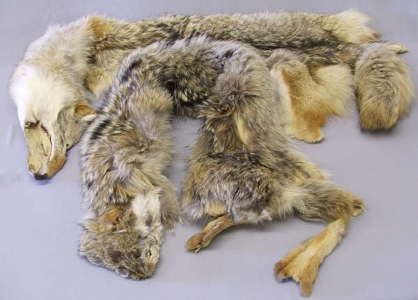 2 Full Skin Coyote Pelts: 2 Full Skin Coyote Pelts. Excellent Tanning Job. Largest Coyote Pelt Measures approx. 52'' from tip of nose to end of tail. SHI $25.
