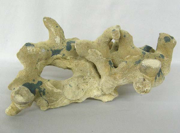White Branch Coral Specimen: White Coral Specimen. Measures approx. 8.5''x7.5''x8''. Buyers Pay Actual Shipping and Handling Charges(see terms and conditions for more information).