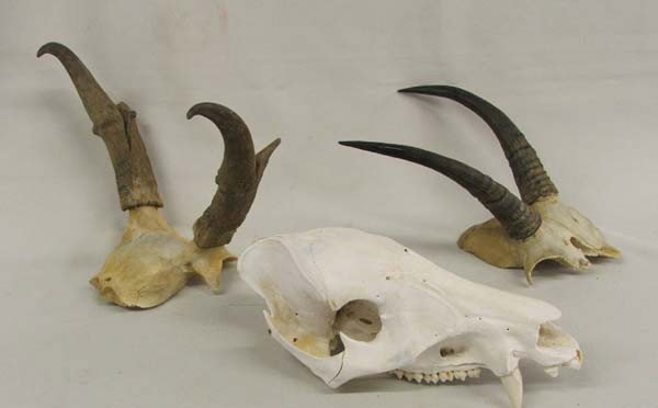 Javelina Pig Skull and pr Horn Mounts: 1 Javelina Skull and 2 Horn Mounts. Skull measures approx. 9.5''Lx4''Wx3.5''H, longest horns are approx. 7''Hx9''W. Buyers Pay Actual Shipping and Handling Charges(see terms and conditions for more in