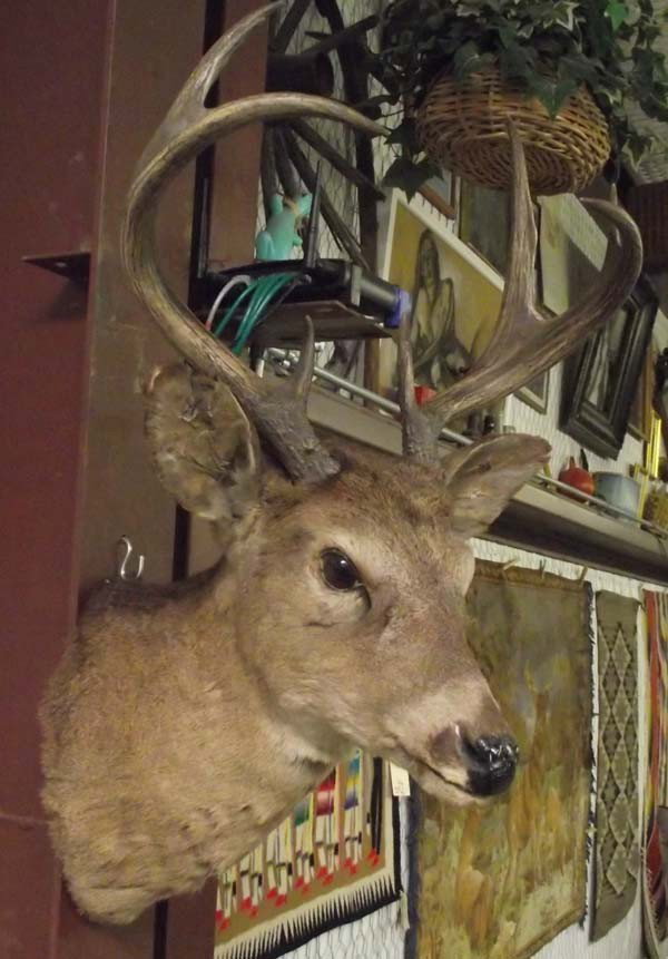Taxidermy Deer Mount: Taxidermy Deer Mount. Measures approx. 33'' bottom to top of horn x 16'' across horns. Buyers Pay Actual Shipping and Handling Charges(see terms and conditions for more information).
