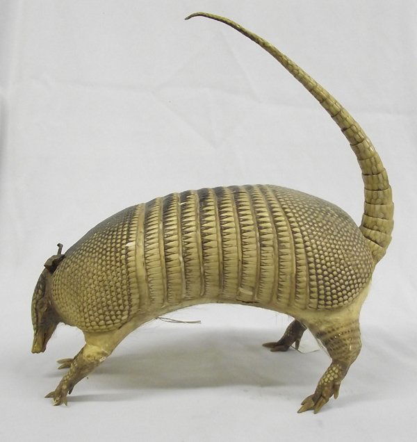 Mounted Full Bodied Armadillo with Tail Up: Armadillo Taxidermy, tail is up and arching over back, measures 15''H (tail included)x 16''L x 8''W