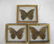 Collection 3 Giant Blue Morpho Didius Butterflies - 2