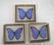 Collection 3 Giant Blue Morpho Didius Butterflies - 4