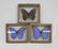 Collection 3 Giant Blue Morpho Didius Butterflies - 5