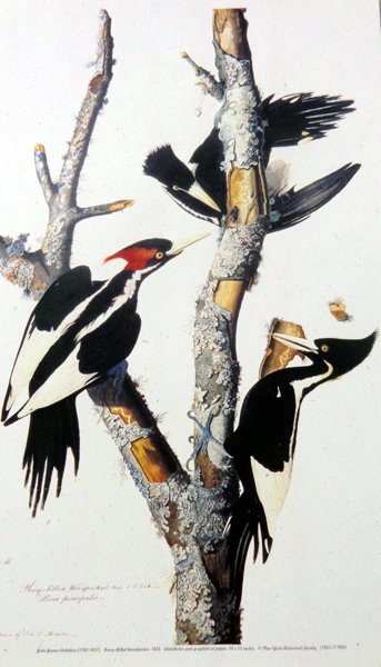 John James Audubon Ivory Billed Woodpecker Print: John James Audubon Ivory Billed Woodpecker Print, measures 17''L x 11''W, can be rolled and shipped in tube