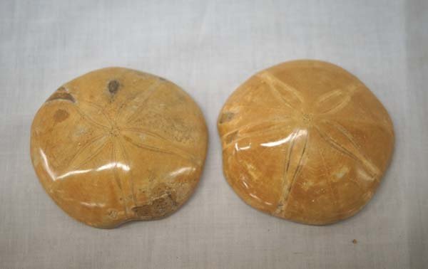 Pr Fossilized Sand Dollar Specimens: Pr Fossilized Sand Dollar Specimens, largest measures .75''H x 2.75''W
