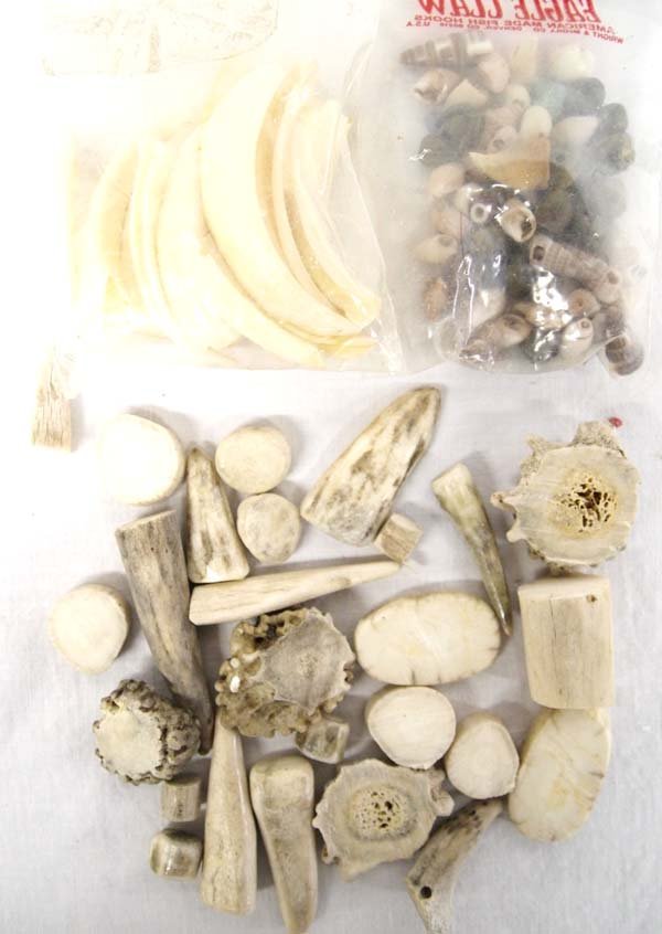 Bone Collection and Shells: Bone Collection and Shells, largest measures 2''L