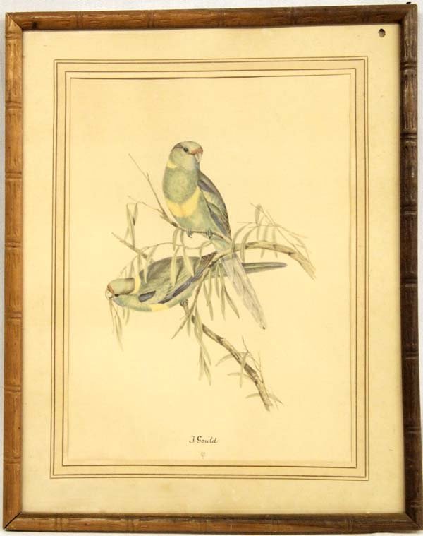 Antique Hand Colored Lithograph by J. Gould (1 of 3)