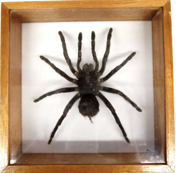 Peruvian Giant Tarantula in Glass Display Box (1 of 3)