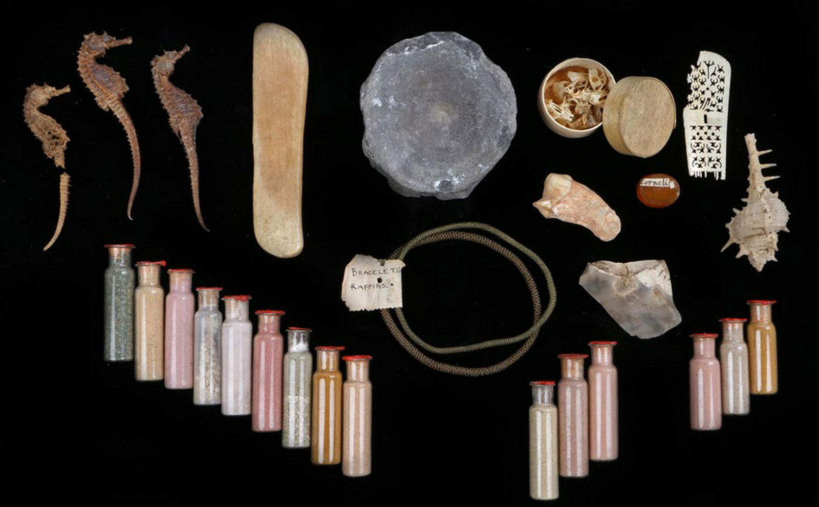 An interesting scientific collection of preserved Sea (1 of 1)