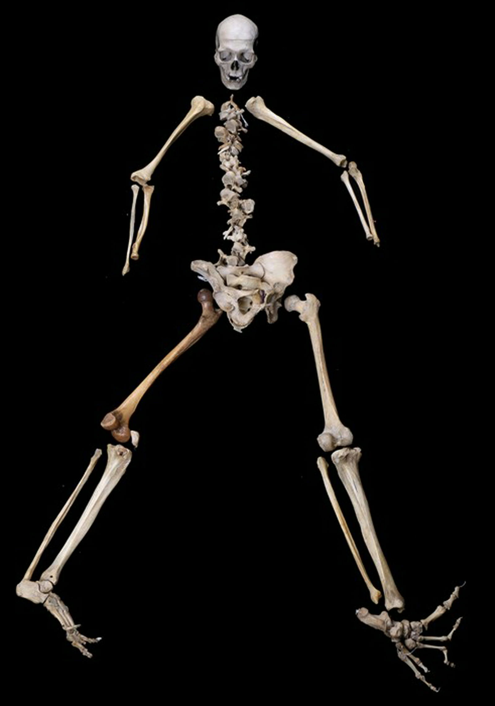 Human skeleton, incomplete example housed within the (1 of 2)