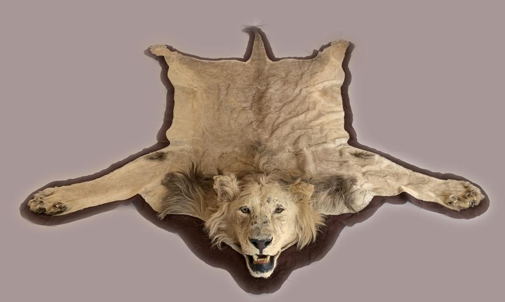 African Lion Skin Taxidermy Rug (1 of 7)