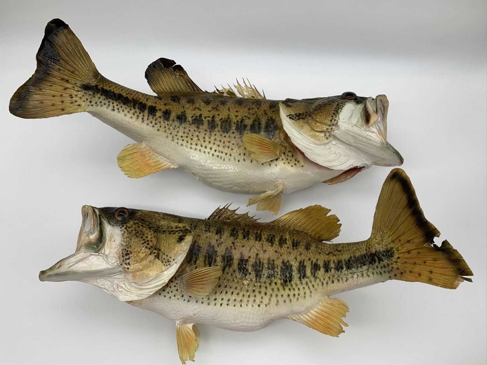 Two Vintage Taxidermy Large Mouth Bass (1 of 10)