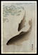 Ohara Shoson - Japanese Print