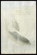 Ohara Shoson - Japanese Print - 2
