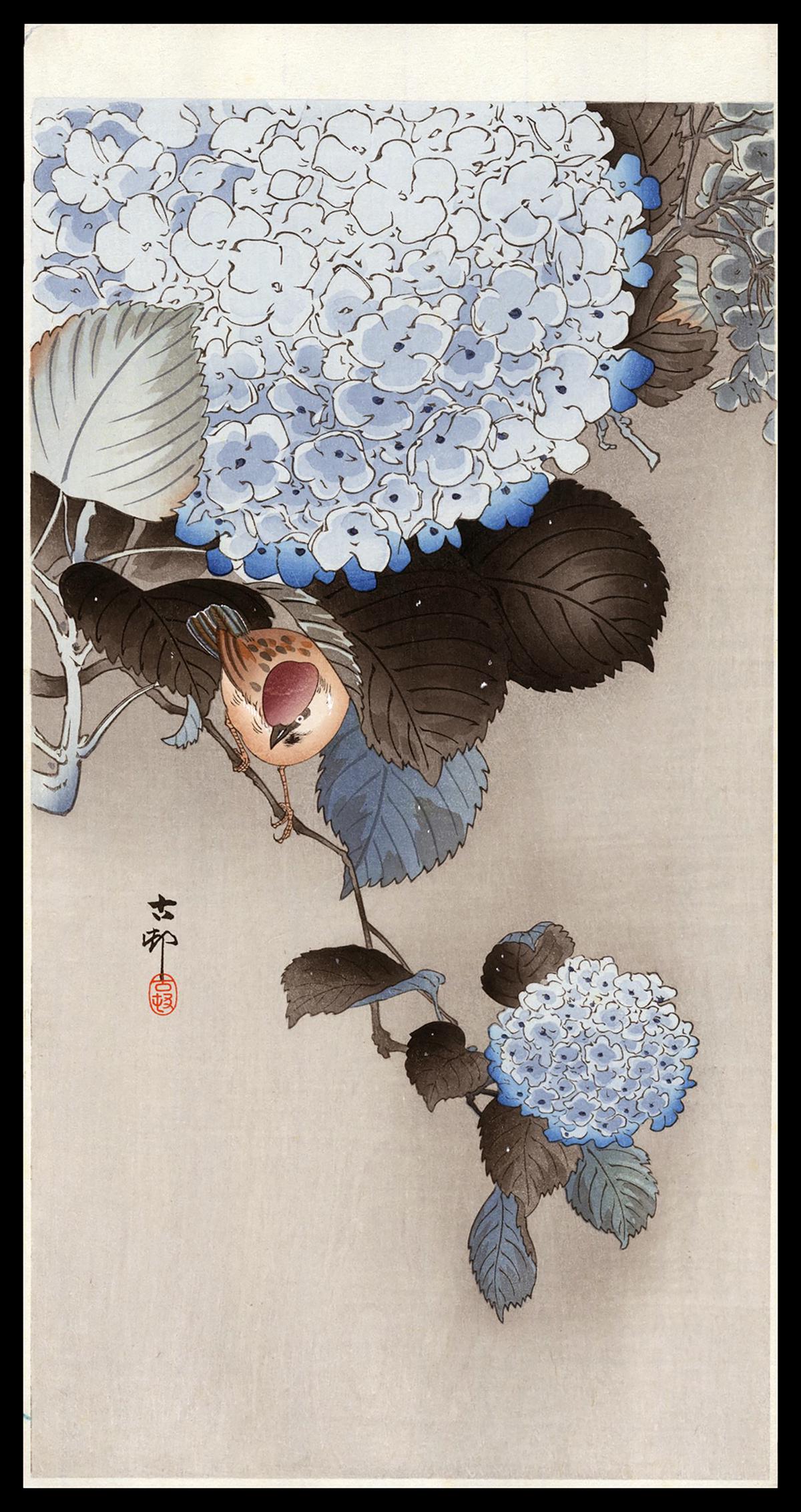 Ohara Koson - Japanese Woodblock Print: Artist: Koson, Ohara, 1877-1945 Title: Sparrow on Hortensia Date: c. 1910 Medium: woodblock Dimensions: 13 1/2 x 7 1/4 inches Illustrated: CCC, pl. K33.13