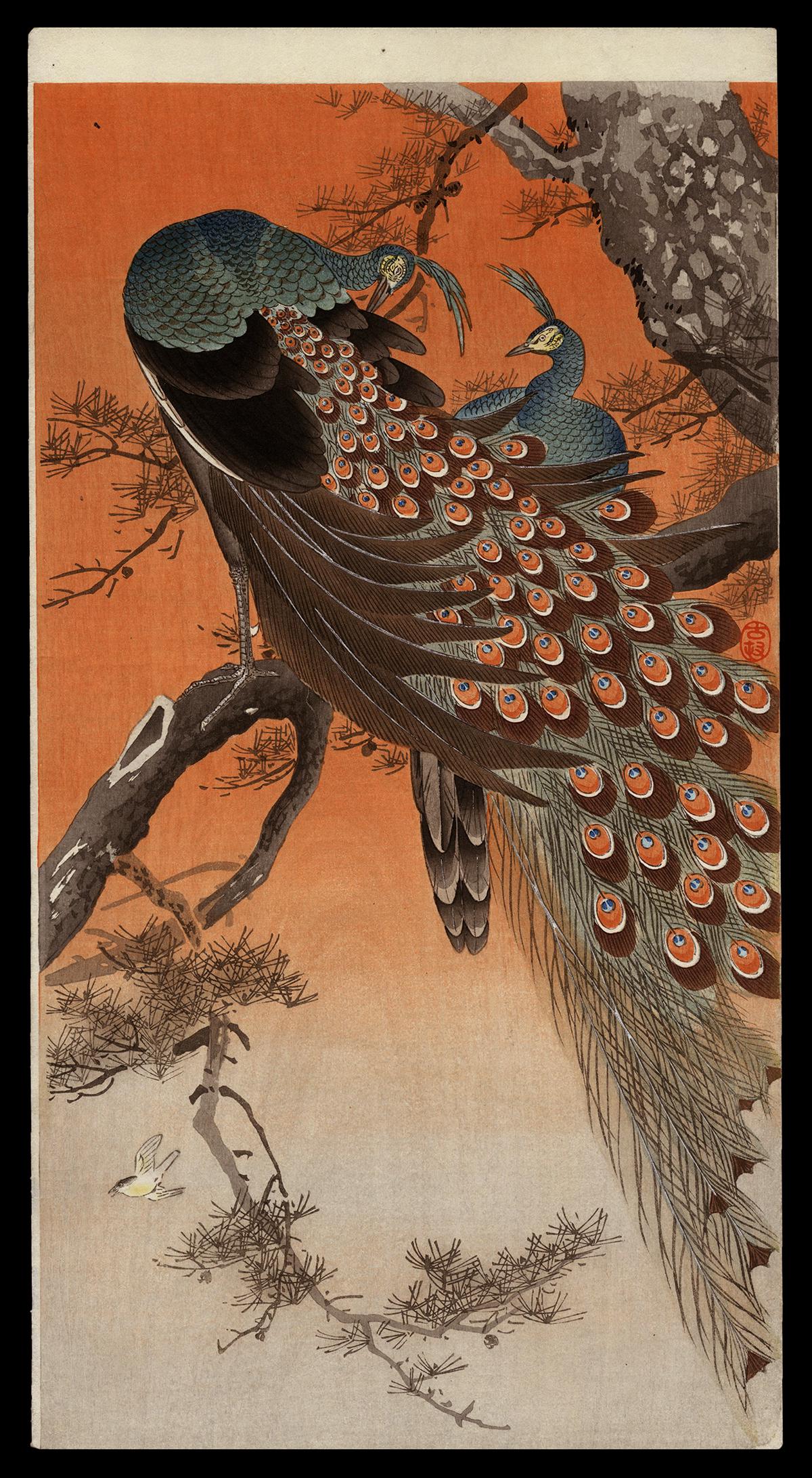 Koson Woodblock - Peacock and Peahen on Pine Tree: Artist: Koson, Ohara, 1877-1945 Title: Peacock and Peahen on a Bough of a Pine Tree Date: c. 1910 Medium: woodblock Image Size: 13 1/2 x 7 3/8 inches Illustrated: CCC,