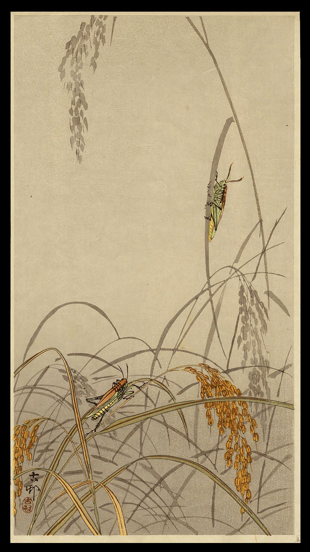 Ohara Koson Woodblock - Grasshoppers on Rice Plants: Artist: Koson, Ohara, 1877-1945 Title: Grasshoppers on Rice Plants Date: c. 1910 Medium: woodblock Image Size: 13 1/2 x 7 1/8 inches Illustrated: CCC, pl. K40.7