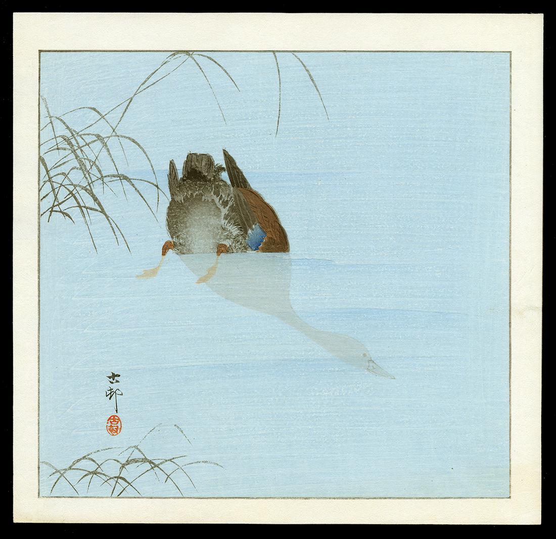 Ohara Koson Woodblock - Diving Mallard: Artist: Koson, Ohara, 1877-1945 Title: Diving Mallard Date: c. 1930s Medium: woodblock Image Size: 9 1/4 x 9 3/4 inches Illustrated: CCC, pl. K7.3
