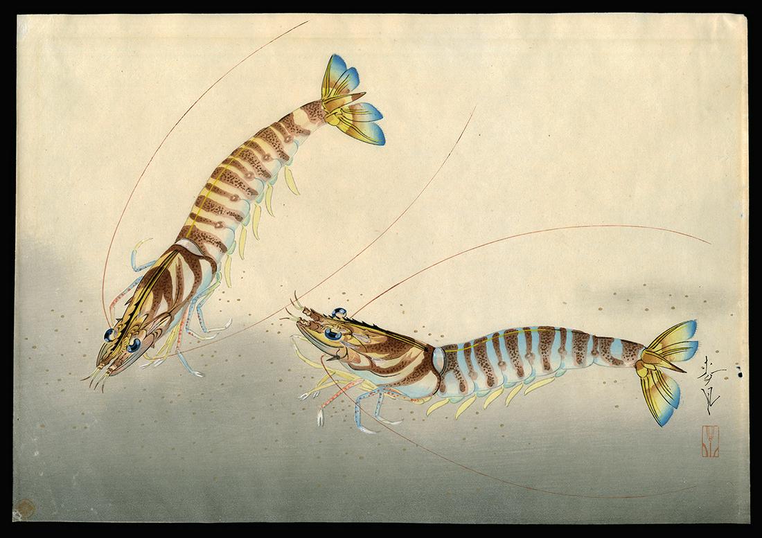 Bakufu Ohno Woodblock - Shrimp (1 of 2)