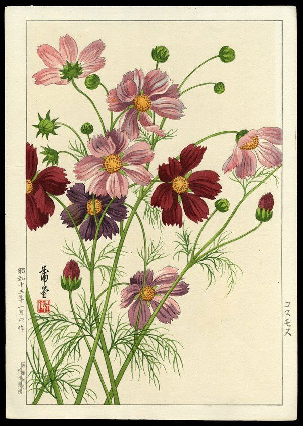 Nishimura Hodo Woodblock: Title: Cosmos Artist: Hodo, Nishimura, fl. 1930sDate: 1940Medium: woodblockDimensions: 14 3/8 x 9 5/8 inches<