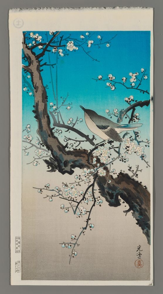 Tsuchiya Koitsu Woodblock - Plum Warbler: Artist: Koitsu, Tsuchiya, 1870-1949 Title: Plum Warbler Date: 1940 Medium: woodblock Image Size: 13 5/8 x 7 inches Illustrated: Kotisu, fig. 3.78 Notes: