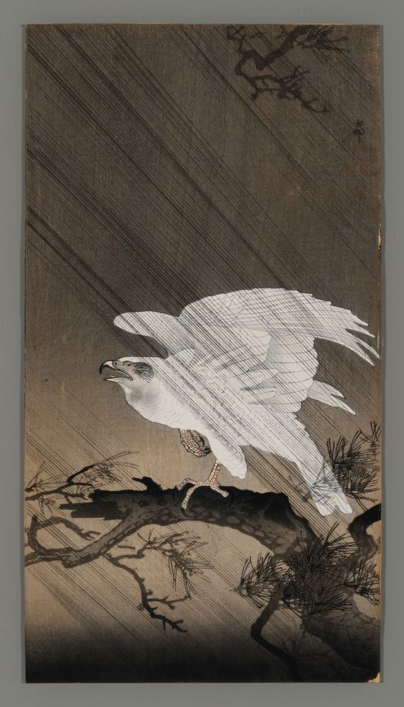 Ohara Koson Woodblock - White Eagle on Pine Branch (1 of 2)