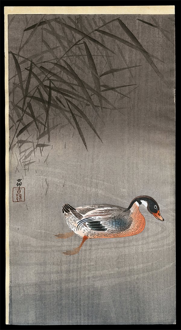 Ohara Koson - Woodblock: Artist: Koson, Ohara, 1877-1945 Title: Mallard in Pond Date: c. 1911 Medium: woodblock