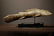Baule tribe wood Mudfish - 4