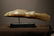 Baule tribe wood Mudfish - 5