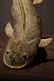 Baule tribe wood Mudfish - 9