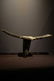 Ngombe African Stool
Prov: Alphadjo Zagamor - 8