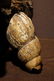 Large Songye Hermaphrodite Figure Prov: Van Caelenbergh - 7