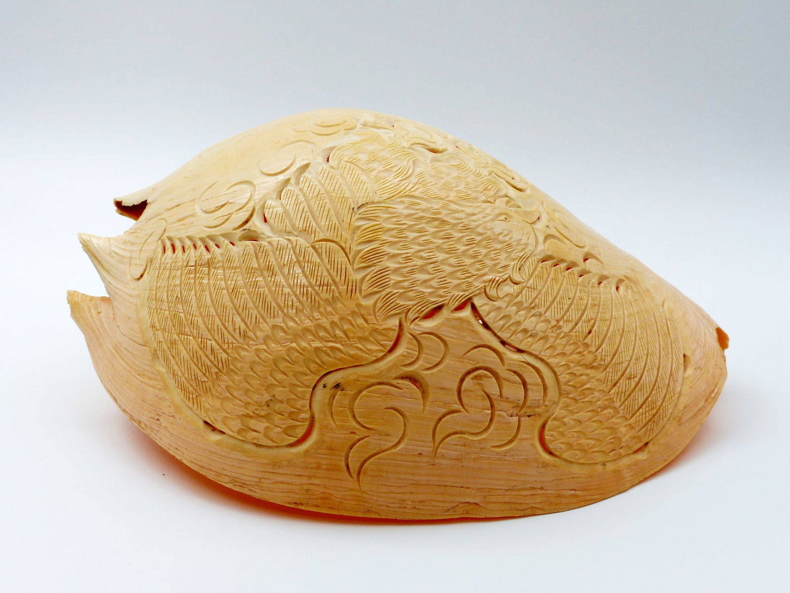 Large Conch Seashell With Carved Eagle (1 of 7)