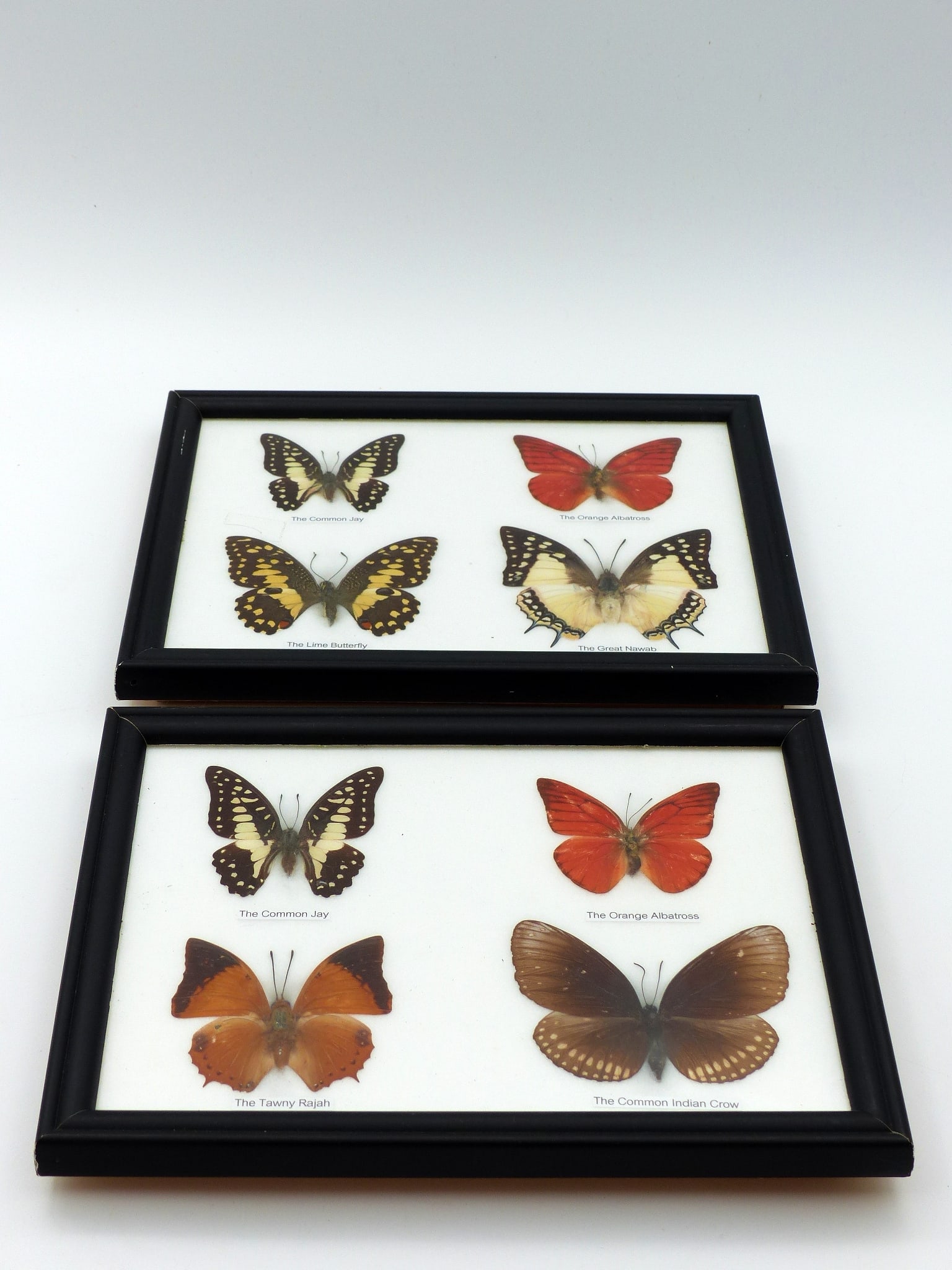2 Framed Photos Of 4 Butterflies (1 of 2)