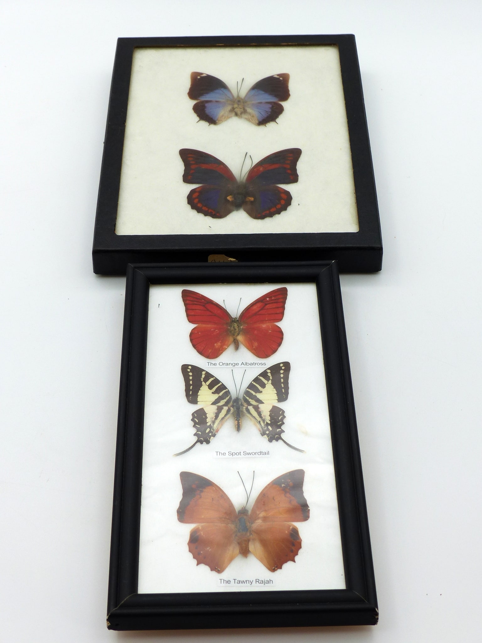 2 Framed Butterfiles: 2 Framed Butterfiles -2, Blue/ Black and Red/ Blue; 3, Red, Yelllow and Black, Orange and Brown ; Condition: Excellent ;