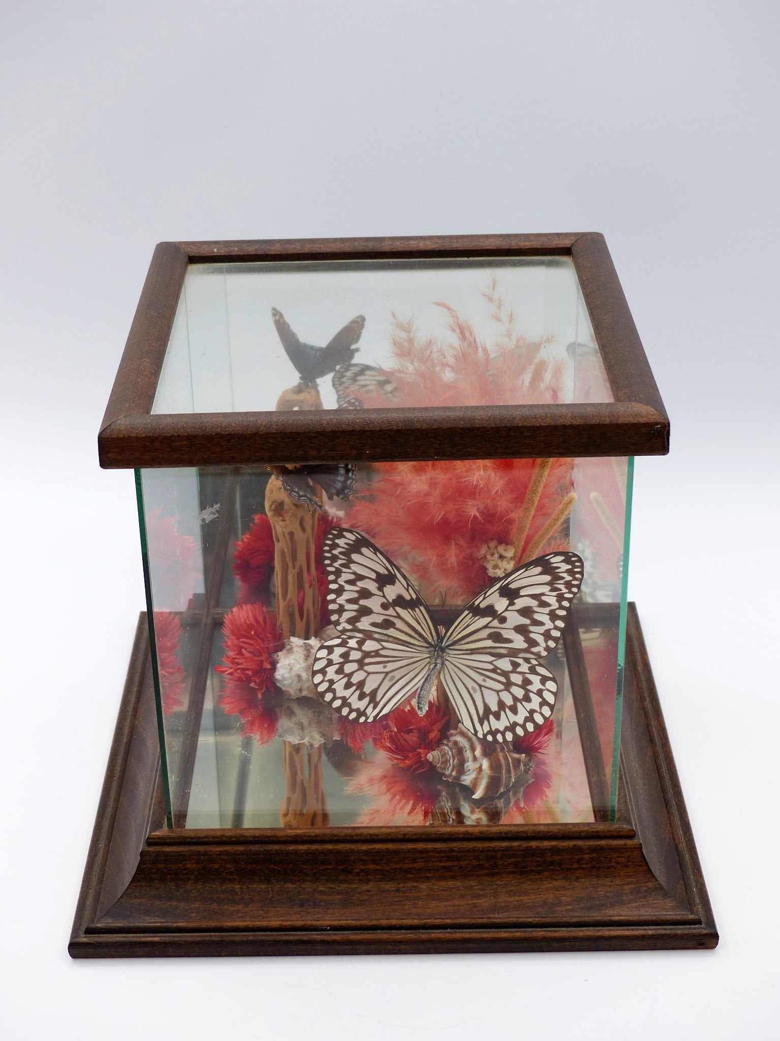 Vintage Taxidermy Butterfly Terrarium: Vintage Taxidermy Butterfly Terrarium -Condition: Excellent ; 8 1/2"H x 10"W