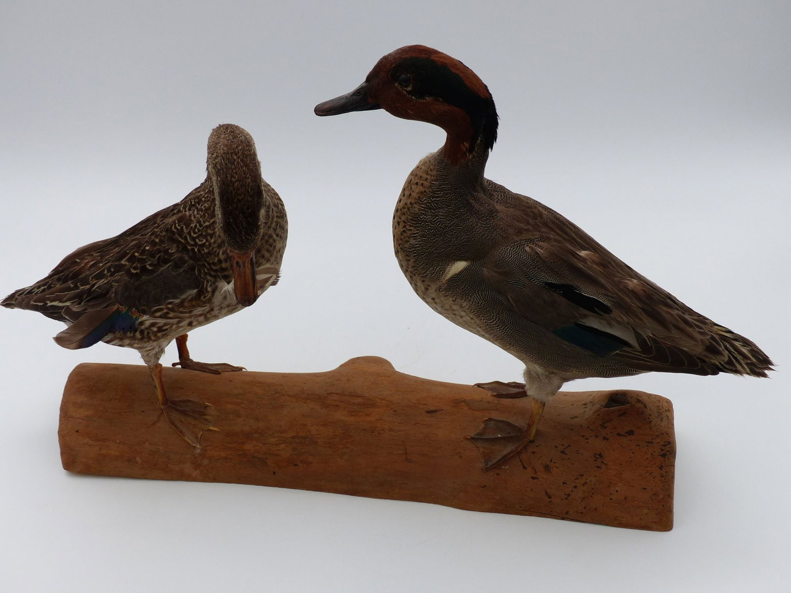 Mounted Duck Pair on Lamb Base: This exquisite mounted duck pair showcases a male and female of the species, beautifully positioned atop a crafted lamb base. The male exhibits striking plumage with vibrant hues of green and chestnut