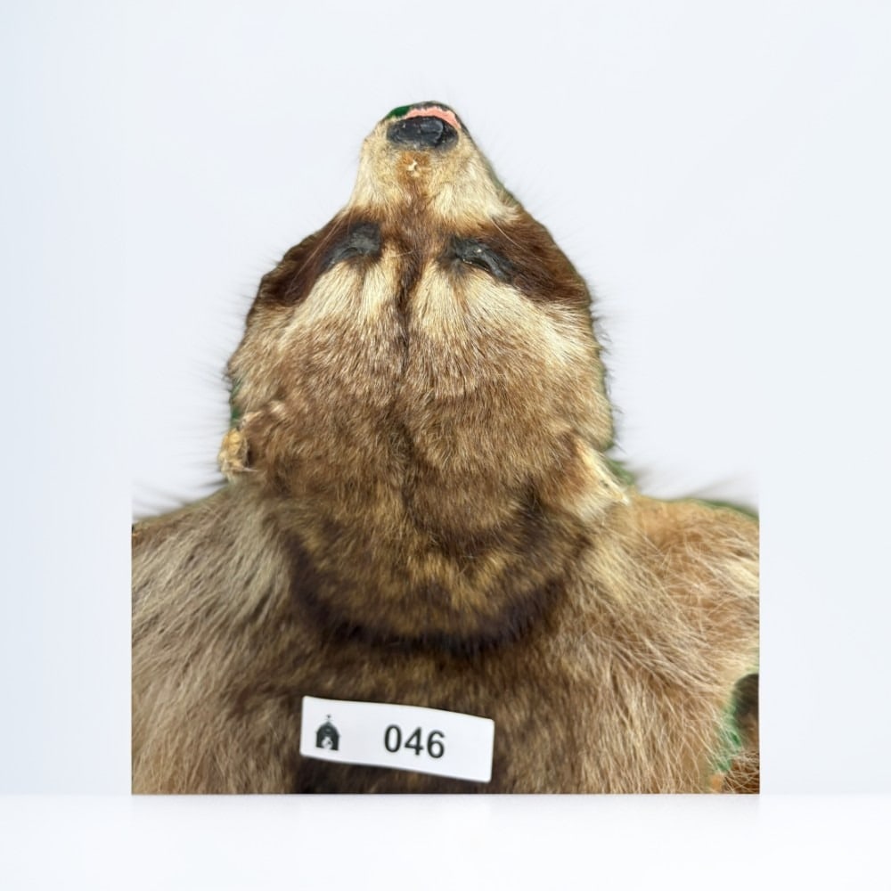 Vintage Taxidermy Raccoon Pelt Wall Hanging (1 of 1)