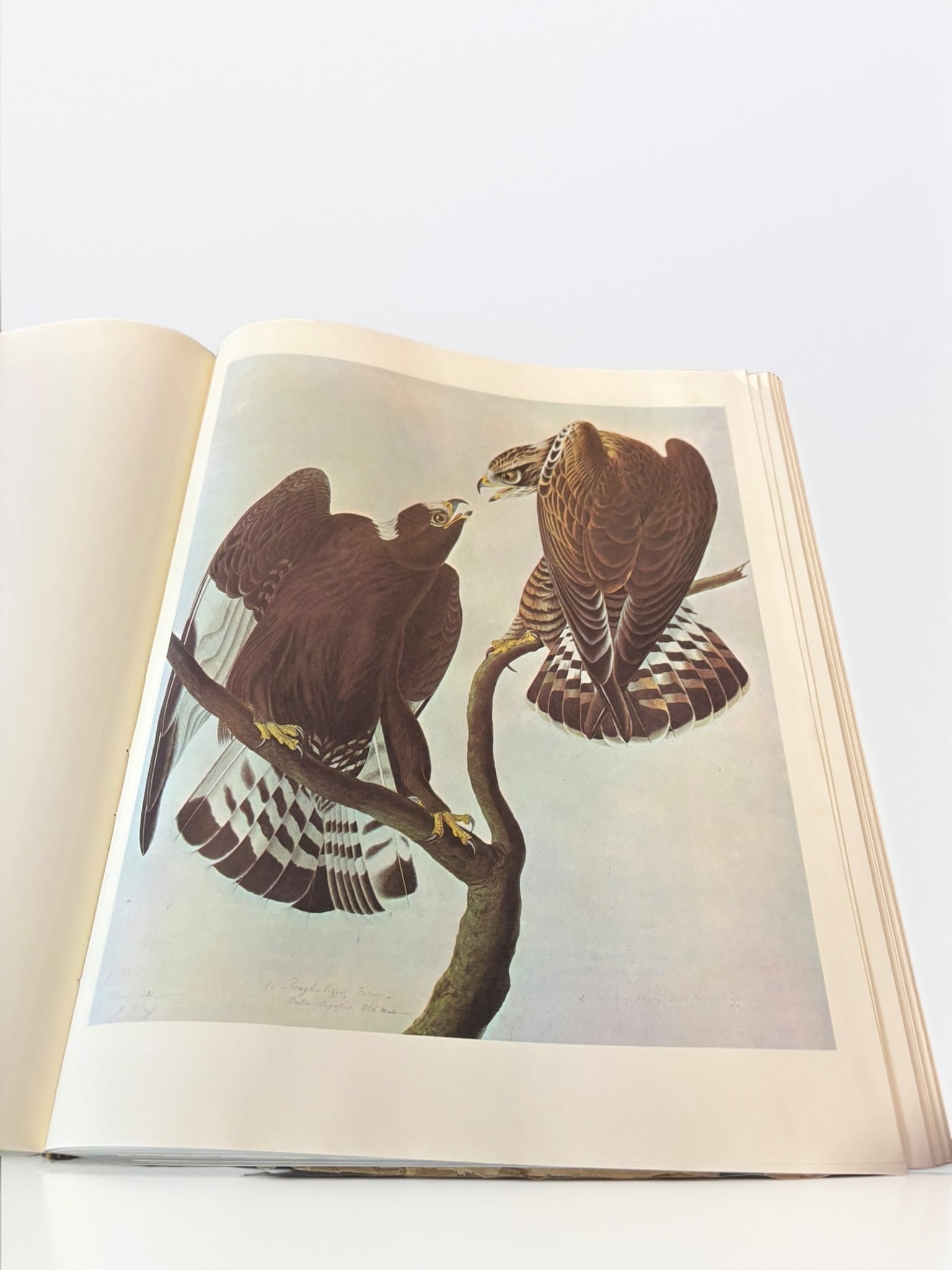 Birds of America Plate Reproduction Volume: This exquisite volume features high-quality color plate reproductions of John James Audubon's iconic 'Birds of America' series. Each page showcases meticulously detailed illustrations of North America