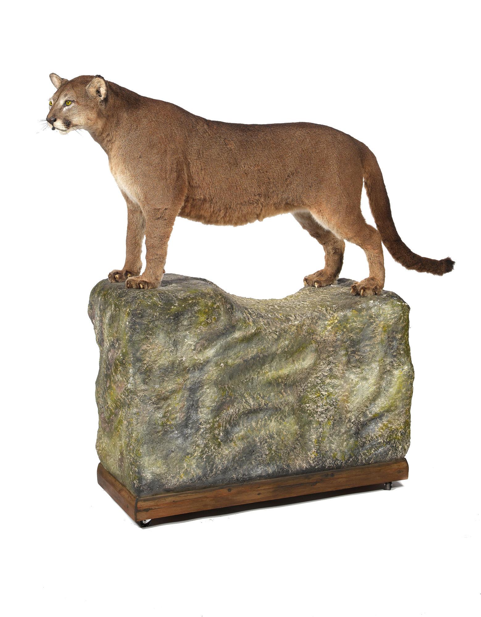 Taxidermy: A Puma (Panthera) mounted by Rowland Ward: Taxidermy: A Puma (Panthera) mounted by Rowland Ward on naturalistic base pre 1968 with Article 10 Certificate ref 581004/01 140cm high by 148cm long