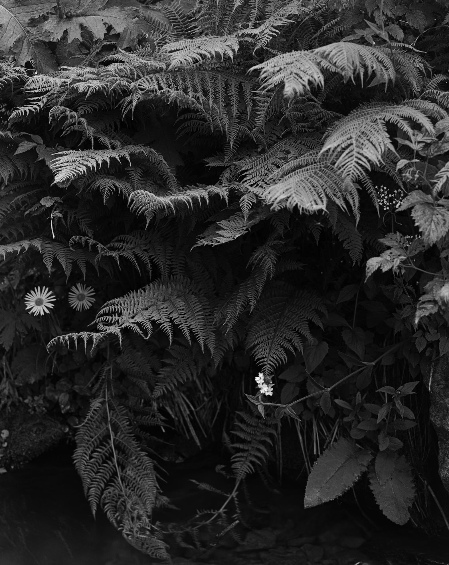 Andrii Kotliarchuk "Fern above the water": 2017. Ukraine. Size 97x76 cm. Film 4x5 inches. # 2/12. Optical C-print It is printed on Fujicolor Crystal Archive Digital Paper Type DP II. Fuji professional photo paper optimally transmits the origin