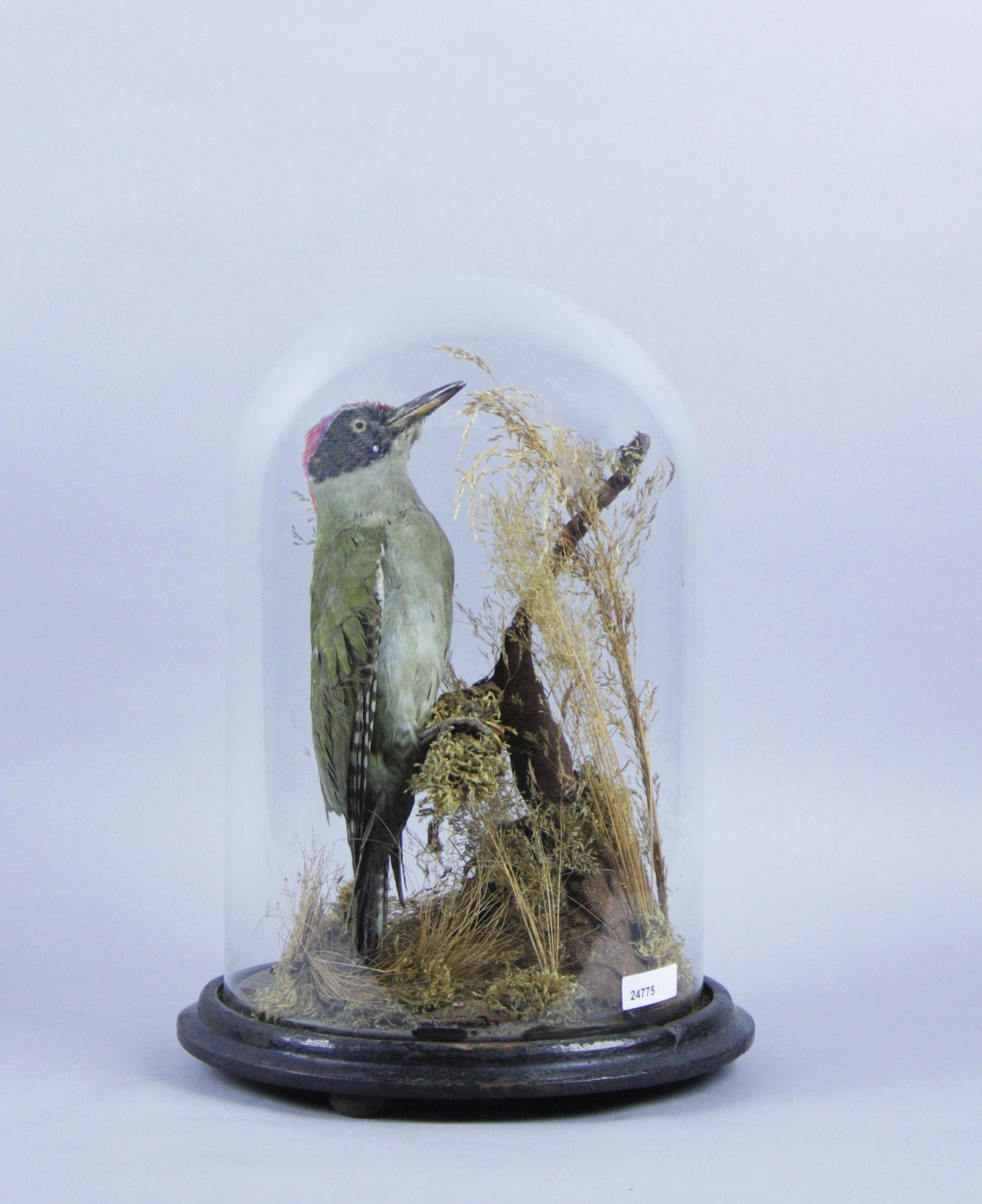 Woodpecker taxidermized in a glass bell: Composizione con picchio tassidermizzato su un ramo. XX secolo. Sotto campana di vetro. Mis. Alt. cm. 35 ca. Val. 100/150