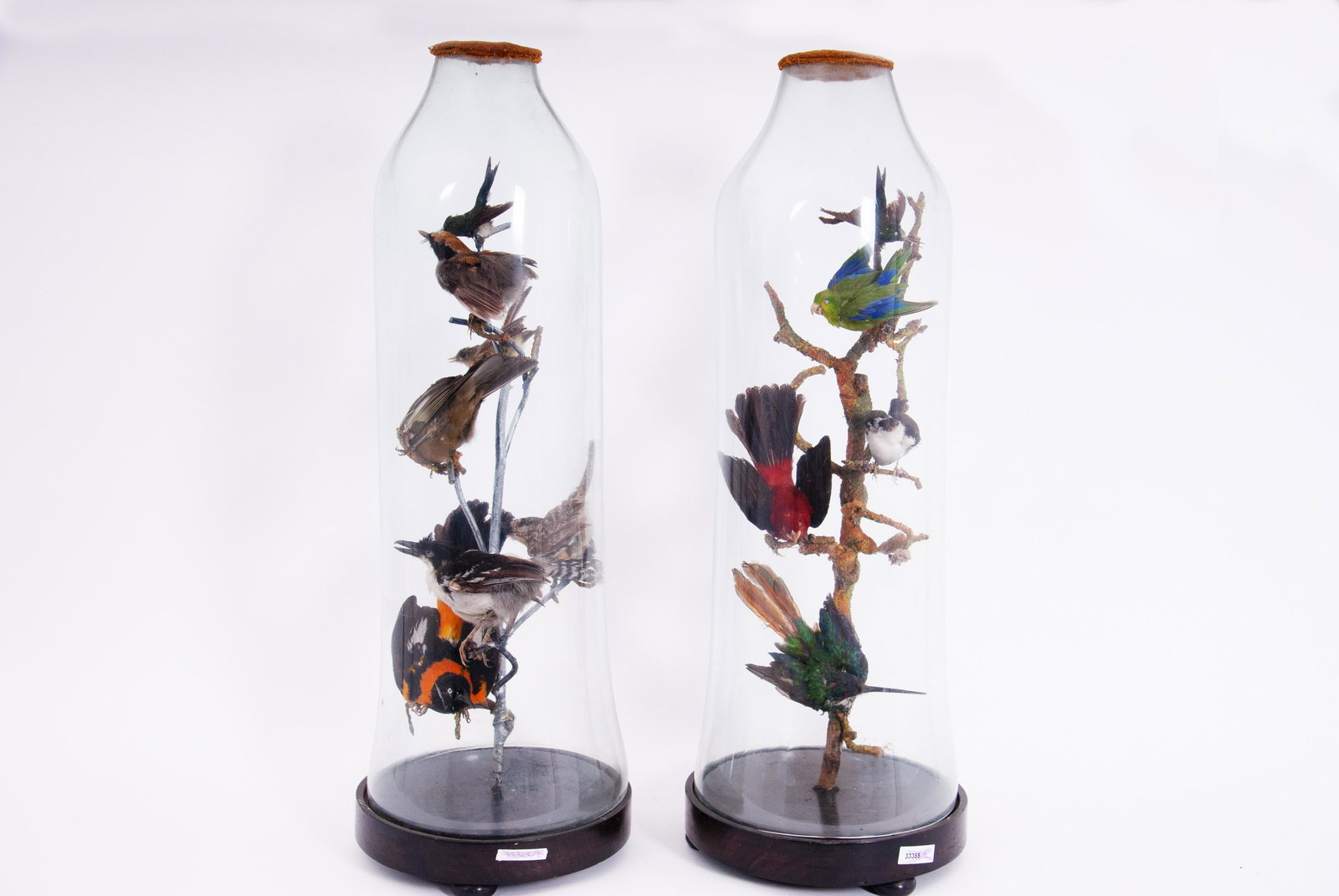Two display cases with Birds taxidermized: Due composizioni di uccelli vari tassidermizzati. In teche di vetro. Mis. Alt. cm. 65 Diam. cm. 23 ca. Val. 150/200